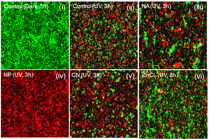 ZnO 나노입자를 처리한 K. pneumoniae cells를 UV 빛을 3시간 동안 조사한 후의 형광현미경으로 관찰한 이미지