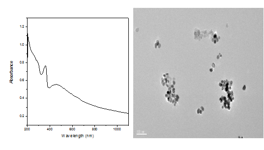 [그림 48]의 조건으로 합성한 ZnO plate@Ag 나노입자의 UV-vis 흡수 peak 및 TEM 사진