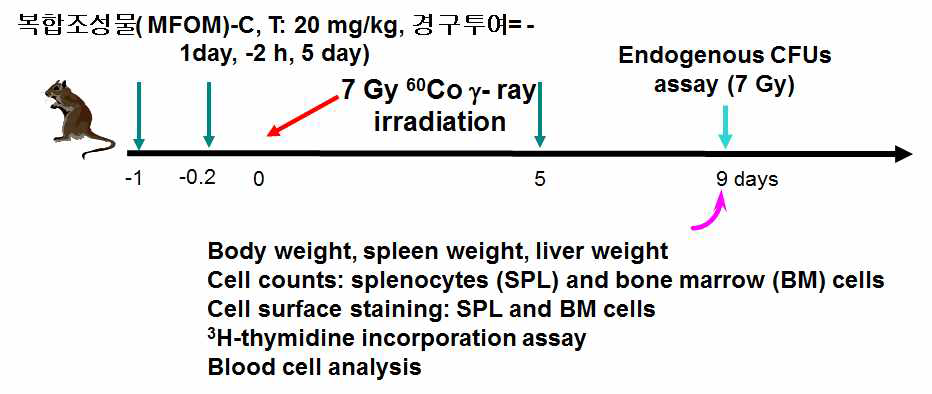 MFOM-C와 MFOM-T 투여 및 방사선 조사와 실험 계획