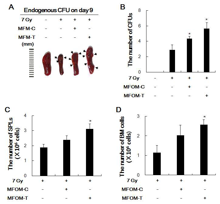 Effects of MFOM-C and MFOM-T on the number of endogebous CFU, spleen (SPL) cells and bone marrow (BM) cells in 7 Gy-irradiated mice.