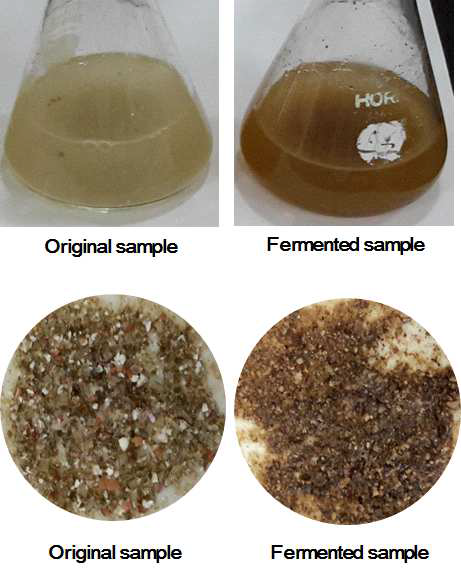 Digestibility of original and fermented mixture.