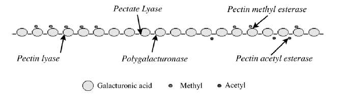 효소에 의한 pectin 성분의 분해