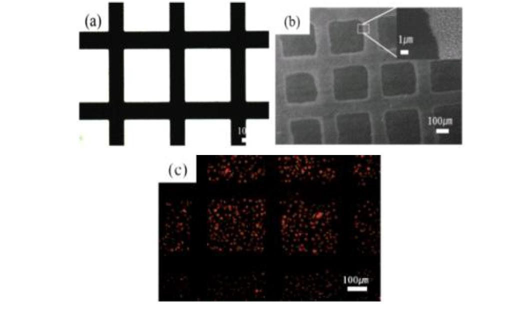 세포의 흡착을 표면상의 나노구조만으로 조절하여 세포를 패터닝
