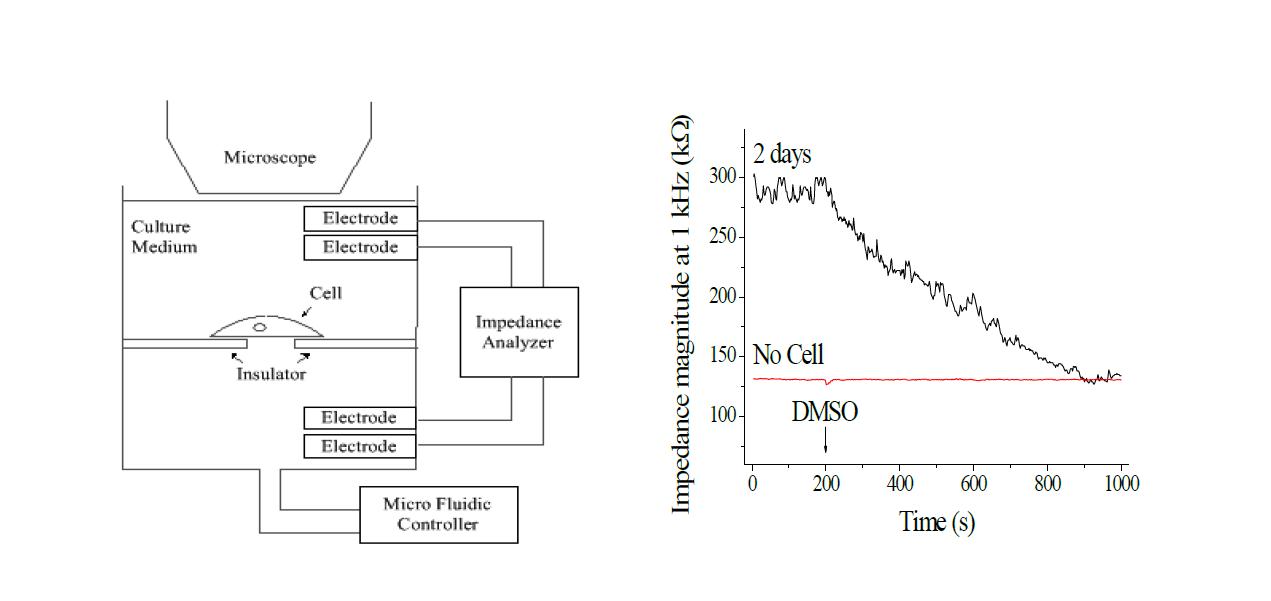 나노 hole 상에 위치한 단일 세포의 광학 및 전기 특성 관측 모식도(왼쪽), 단일 hole 상에 2일동안 배양한 세포에 DMSO 주입 후 감소하는 세포 임피던스