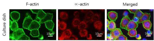F-actin, ∝-actin을 이용한 세포 골격 확인
