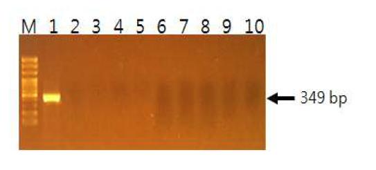 10종의 표준균주를 대상으로 한 β-glucuronidase의 PCR 검출