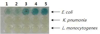 액체배지에서 X-glucuronide의 농도에 따른 발색능
