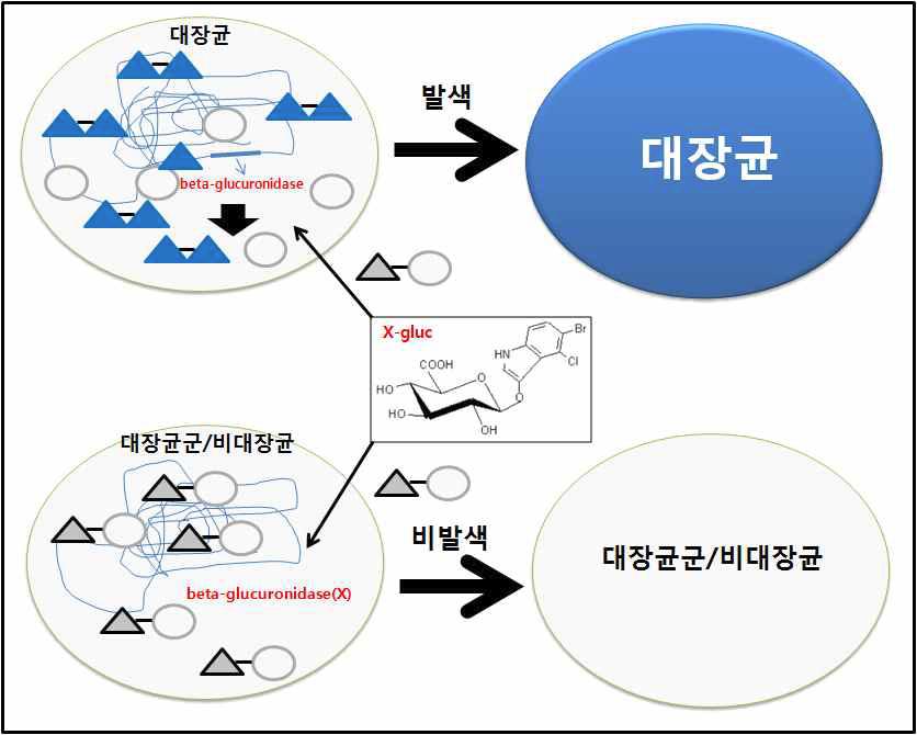 β-glucuronidase와 X-glucuronide의 효소-기질 반응에 의한 세균 집락 색의 발현기전