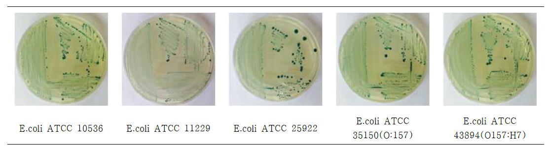 개발배지에 양성균주(대장균)를 획선도말하여 배양한 사진(예)