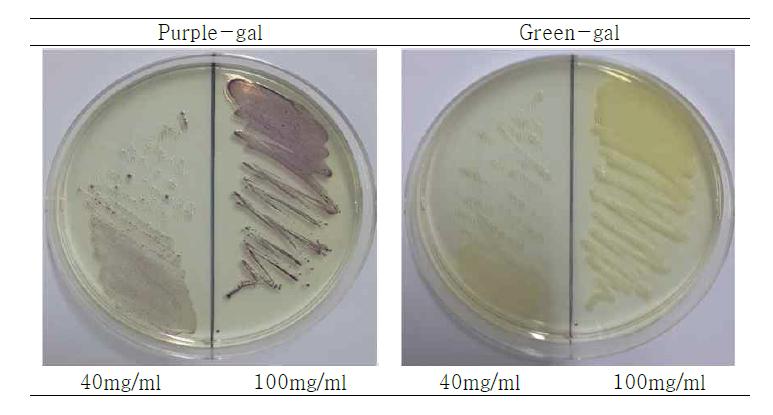 purple-gal과 green-gal의 농도별 E.coli(ATCC 25922)의 집락 발색능