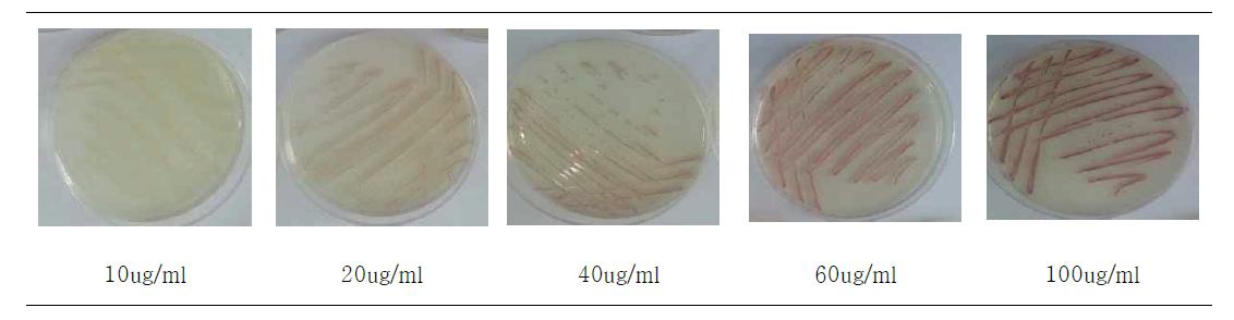 Salmon-gal의 농도별 대장균군(K. pneumomia KCCM 40890)의 집락 발현능