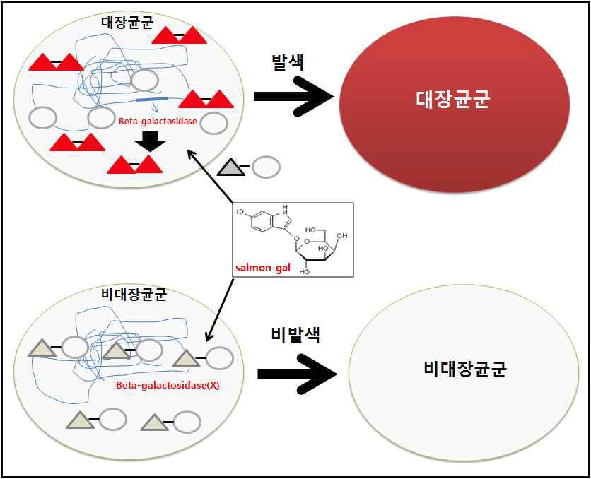 β-galactosidase와 salmon-gal의 효소-기질 반응에 의한 집락색의 발현기전