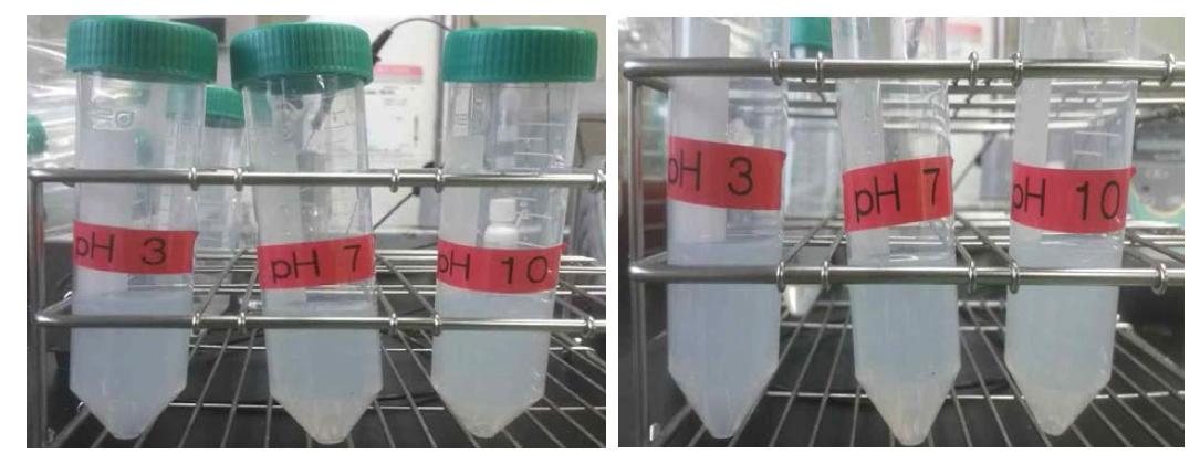 pH 조정 후 사진