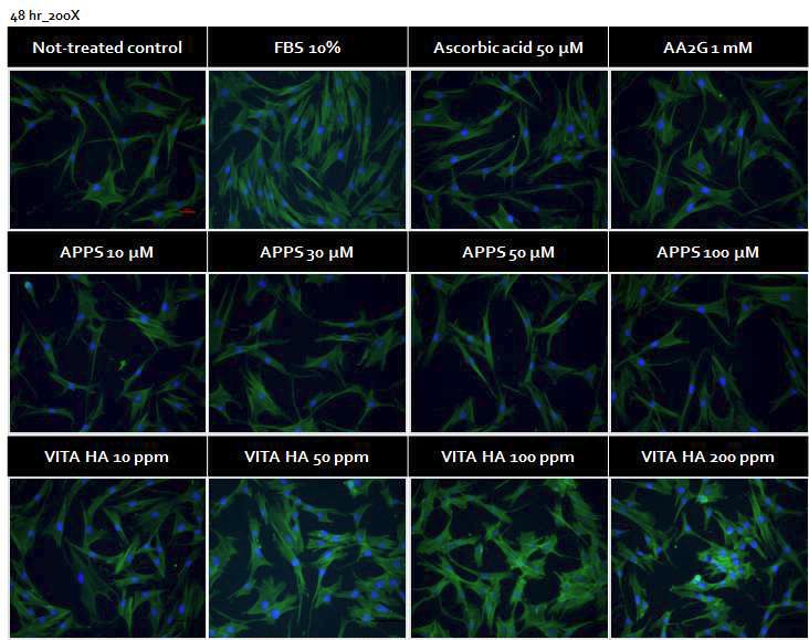 Ascorbic propyl hyaluronate의 처리에 의한 진피 섬유아세포의 증식유도 효과