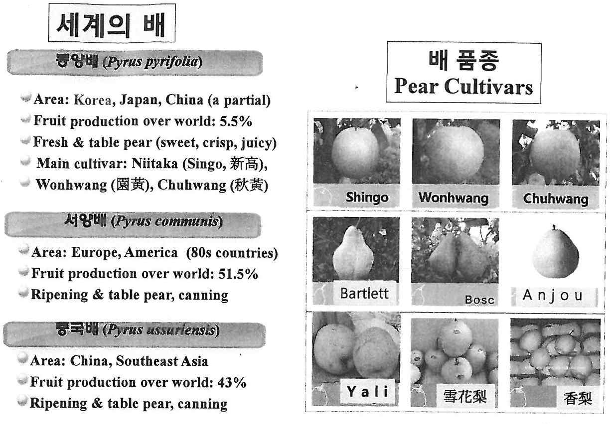 세계의 배 및 주요 품종