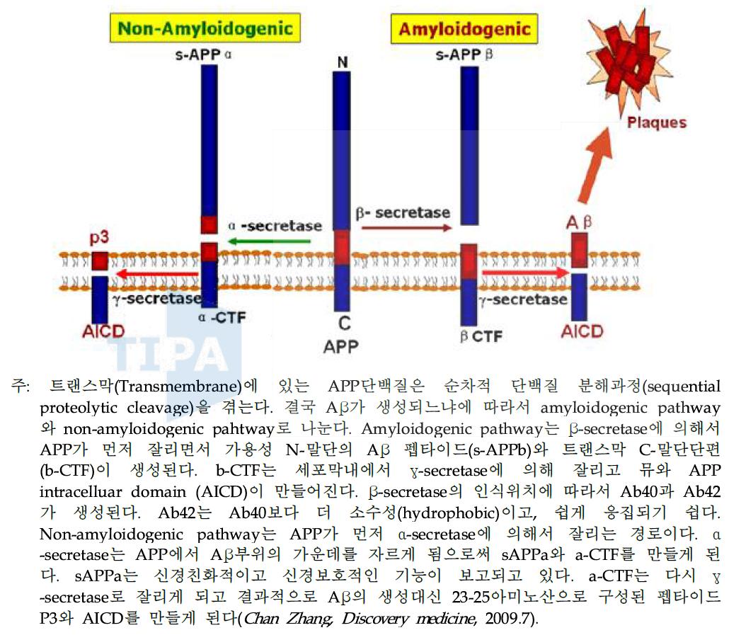 아밀로이드 전구 단백질 APP로부터 α-, β-, γ-secretase의 효소적 반응에 의한 베타-아밀로이드 생성조절 과정