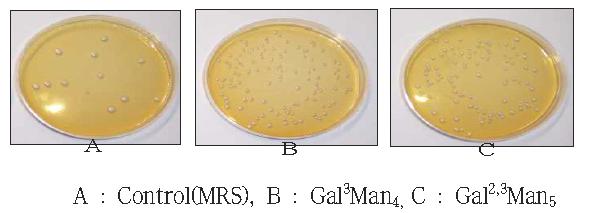 Colony of B. longum in the modified MRS medium containing various carbon source.