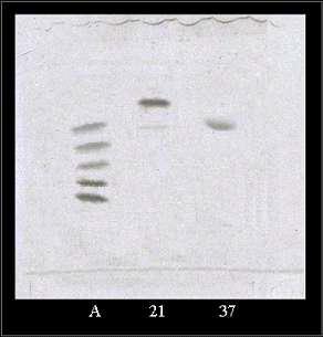 FACE of copra galactomannan hydrolysates.