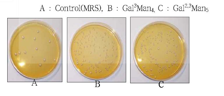 Colony of B. longum in the modified MRS medium containing