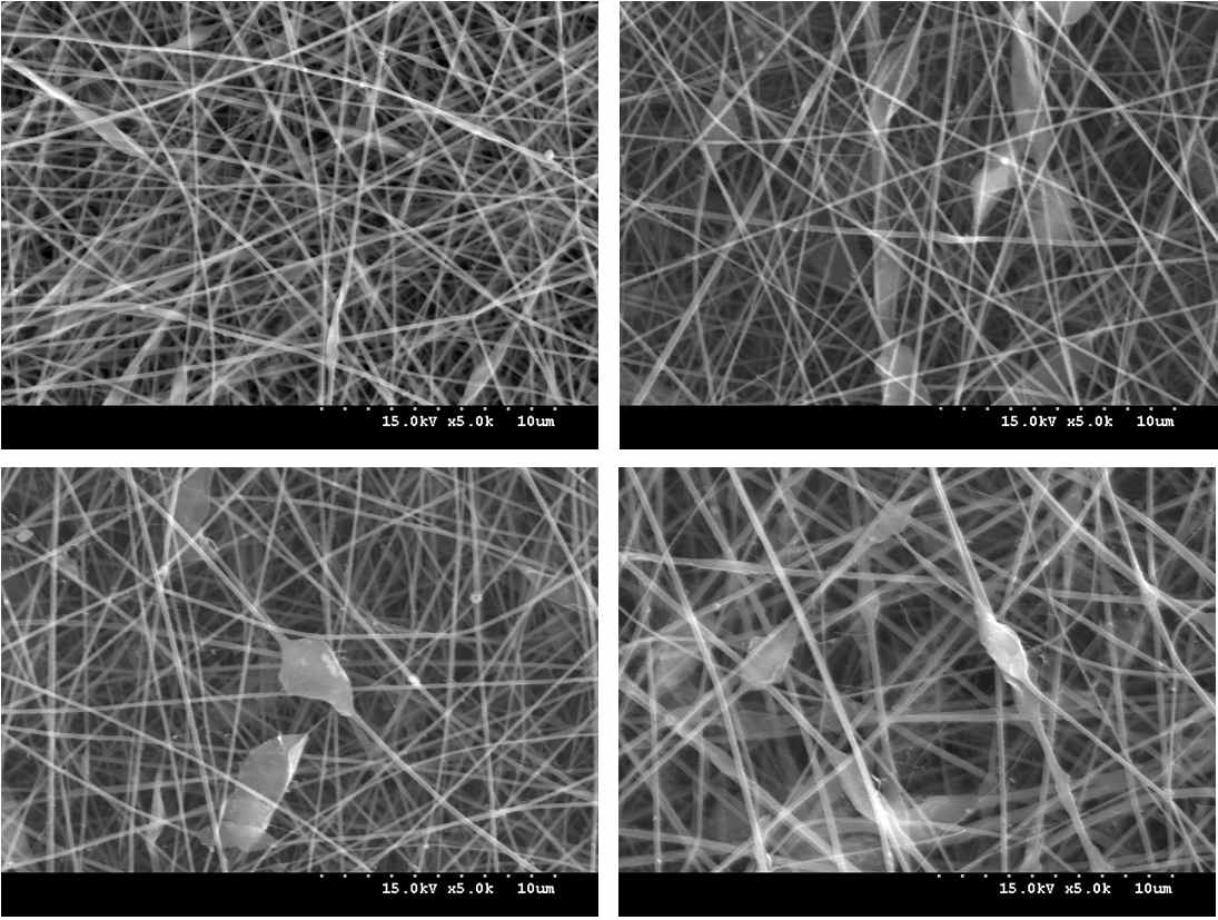 농도별 키토산/로즈마리 향 나노섬유의 SEM 사진.