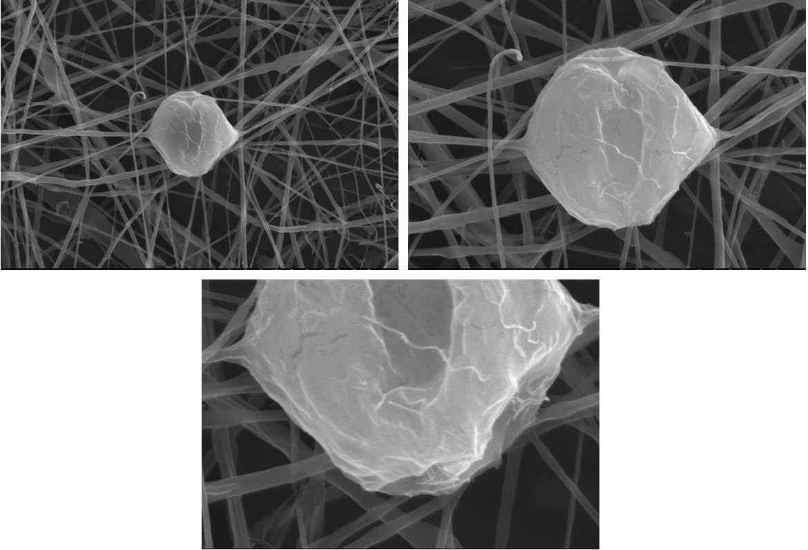 배율별 콜라겐/로즈마리 향 나노섬유의 SEM 사진.