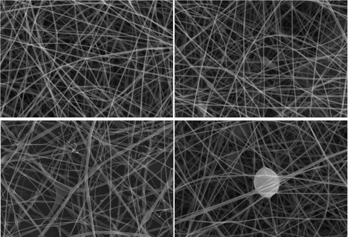 농도별 콜라겐/라벤더 향 나노섬유의 SEM 사진.