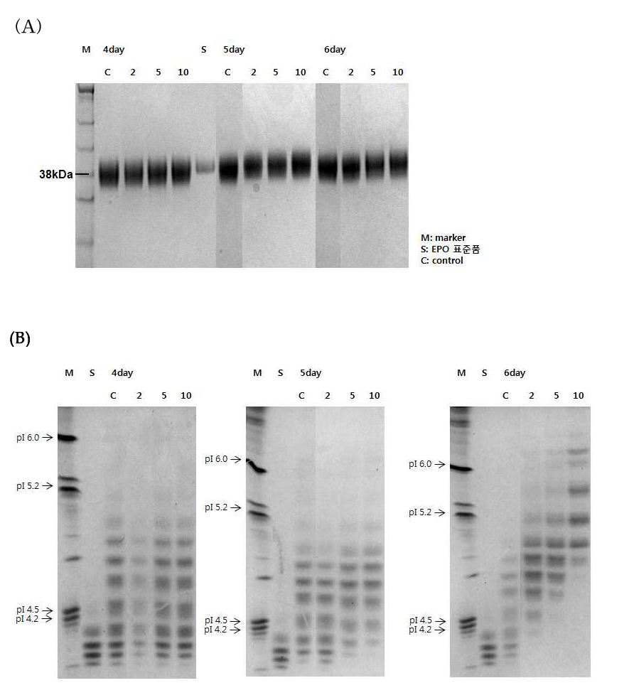 인슐린 농도(0.5, 2, 5, 10mg/L)에 따른 세포 배양액 상의 EPO 변화: SDS-PAGE and Isoelectric focusing analysis, (A) SDS-PAGE, (B) IEF