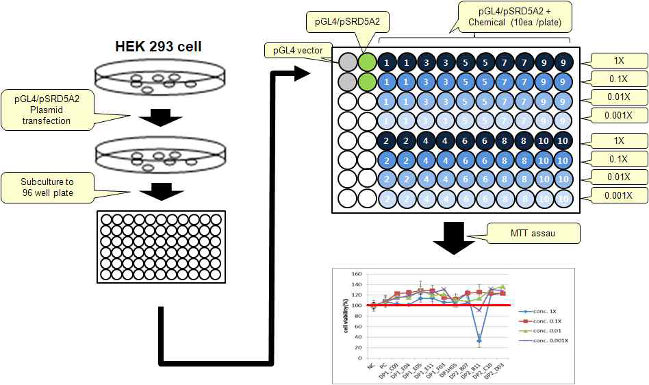 2차 스크 리닝 방법 중 MTT assay 실험 흐름도