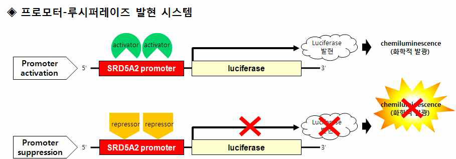 신청과제의 핵심 아이디어인 SRD5A2 프로모터-루시퍼레이즈 발현시스 템 개요