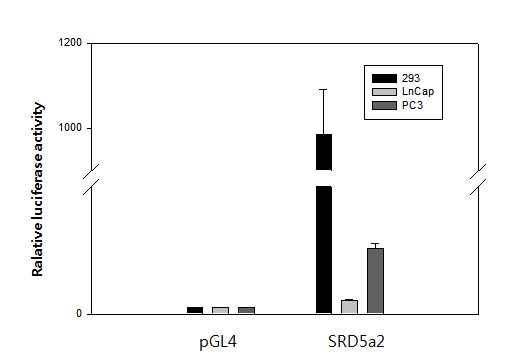 세포주별 SRD5A2 프로모터 활성비교