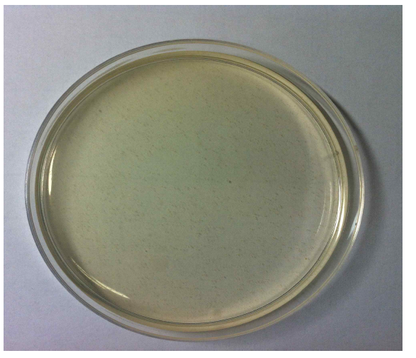 미생물 배양을 위한 Petri dish