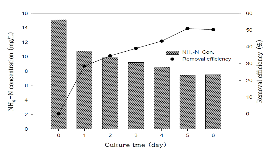 하수의 NH4+-N 농도변화 및 제거효율