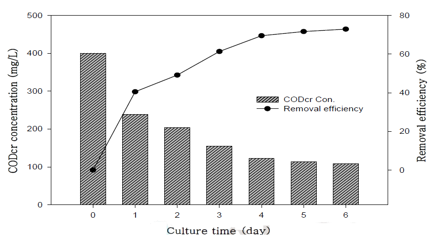 축산폐수에 적용시 CODCr의 농도변화 및 제거효율