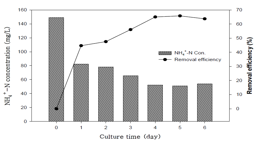 축산폐수에 적용시 NH4+-N 농도변화 및 제거효율