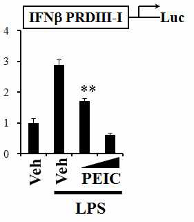 RAW 264.7 cells were transfected with IRF3 binding site (IFNb PRDIII-I) luciferase reporter plasmid and pre-treated with PEITC (10, 15 mM) for 1 h and then treated with LPS (10 ng/ml) for an additional 8 h.