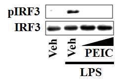 RAW 264.7 cells were pretreated with PEITC (10, 15 mM) for 1 h and then further stimulated with LPS (10 ng/ml) for 2 h.