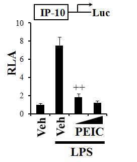 RAW 264.7 cells were transfected with IP-10-luciferase reporter plasmid and pre-treated with PEITC (10, 15 mM) for 1 h and then treated with LPS (10 ng/ml) for an additional 8 h.