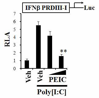 RAW 264.7 cells were transfected with IRF3 binding site (IFNb PRDIII-I) luciferase reporter plasmid and pre-treated with PEITC (10, 15 mM) for 1 h and then treated with poly[I:C] (10 mg/ml) for an additional 8 h.