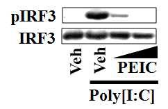 RAW 264.7 cells were pretreated with PEITC (10, 15 mM) for 1 h and then further stimulated with poly[I:C] (10 mg/ml) for 2 h.