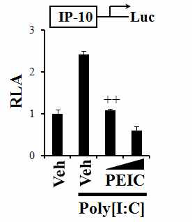 RAW 264.7 cells were transfected with IP-10-luciferase reporter plasmid and pre-treated with PEITC (10, 15 mM) for 1 h and then treated with poly[I:C] (10 mg/ml) for an additional 8 h.