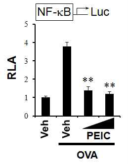 RAW 264.7 cells were transfected with NF-kB-luciferase reporter plasmid and pre-treated with PEIC (10, 15 mM) for 1 h and then treated with OVA (100 mg/ml) for an additional 8 h.