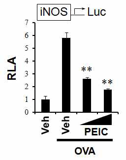 RAW 264.7 cells were transfected with iNOS luciferase reporter plasmid and pretreated with 10 or 15 mM PEITC for 1 h and then treated with OVA (100 mg/ml) for an additional 8 h.