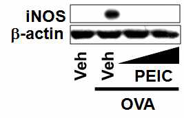 RAW 264.7 cells were pretreated with 10 or 15 mM PEITC for 1 h and then further stimulated with OVA (100 mg/ml) (C) or LPS (10 ng/ml) (D) for 8 h.