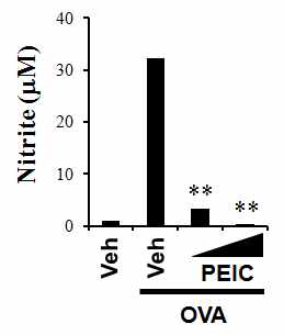 RAW 264.7 cells were pretreated with 10 or 15 mM PEITC for 1 h and then treated with OVA (100 mg/ml) (A) for an additional 20 h.