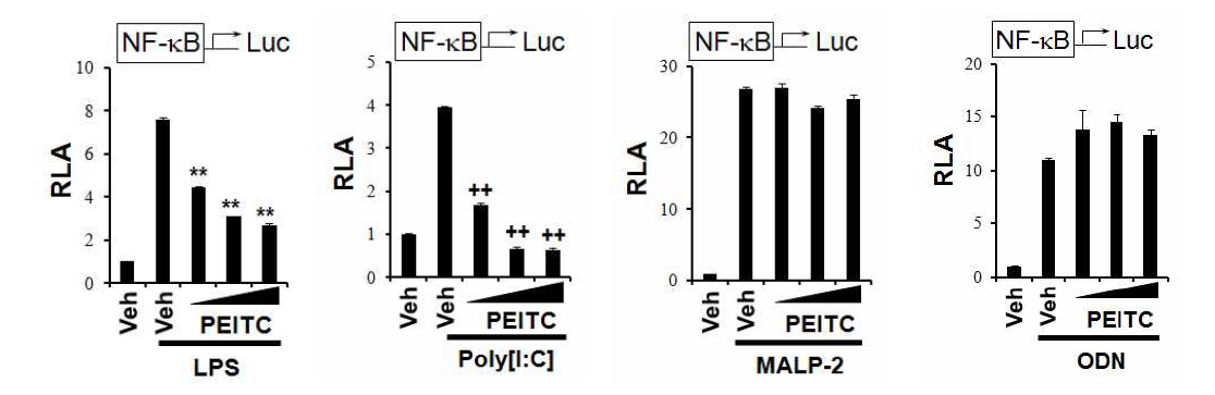 RAW 264.7 cells were transfected with NF-kB-luciferase reporter plasmid and pre-treated with PEIC (10, 13, 15 mM) for 1 h and then treated with LPS (10 ng/ml) (A), poly[I:C] (10 mg/ml) (B), MALP-2 (10 ng/ml) (C), or ODN1668 (0.5 mM) (D) for an additional 8 h.