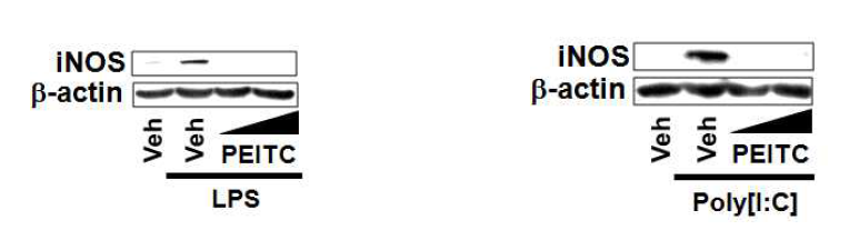 RAW 264.7 cells were pretreated with 10 or 15 mM PEIC for 1 h and then further stimulated with LPS (10 ng/mL) (C) or poly[I:C] (10 mg/ml) (D) for 8 h.