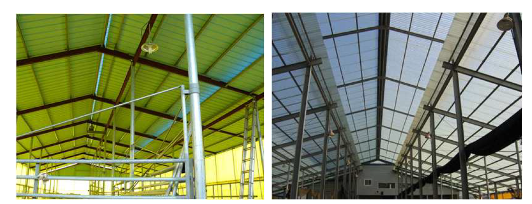 철제 판넬 지붕 축사(좌)와 투명 플라스틱 판넬 지붕 축사(우)