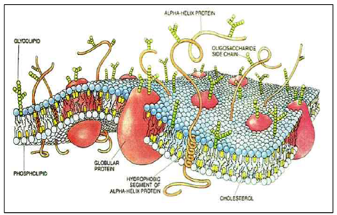 세포막과 단백질 마개