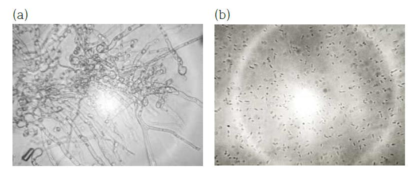 토양 전염성 병해 세균에 항균활성을 나타내는 균주의 현미경 사진