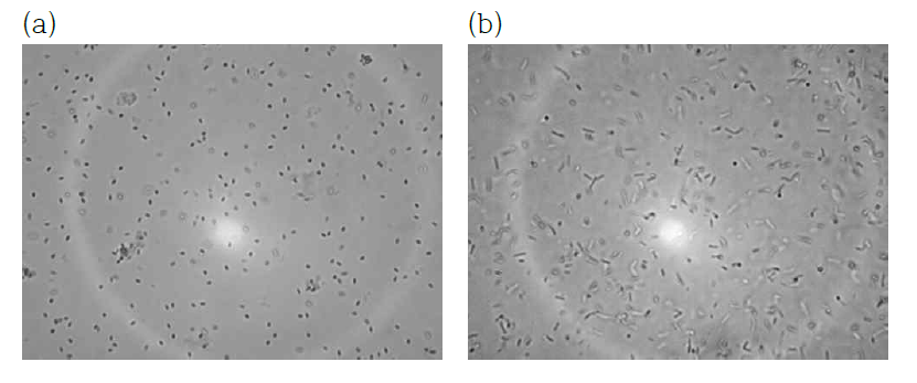 토양 전염성 병해 세균에 항균활성을 나타내는 균주의 현미경 사진